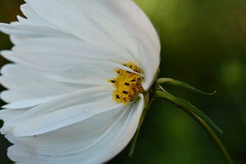 Witte bloem van Sabine Claus