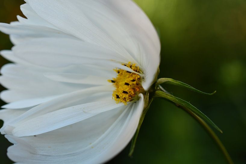 Weiße Blume von Sabine Claus
