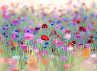 Poppies