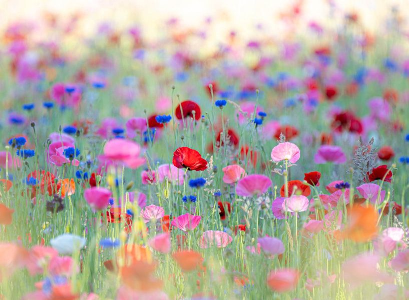 Poppies by Titi-Kiekt