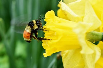 A bumblebee on a daffodil flower by Claude Laprise