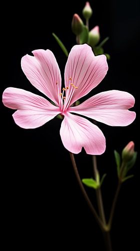 Een roze bloem portret staand panorama