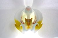 Orchidee