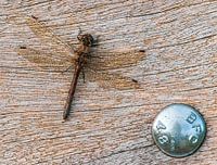 Libellule sur bois