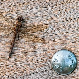 Dragonfly on wood by Frans-Jan Snoek