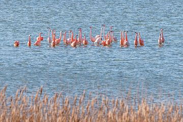 Flamingo's in Nederland, de Phoenicopterus roseus.