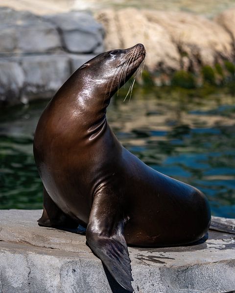 California sea lion by Van Keppel Studios