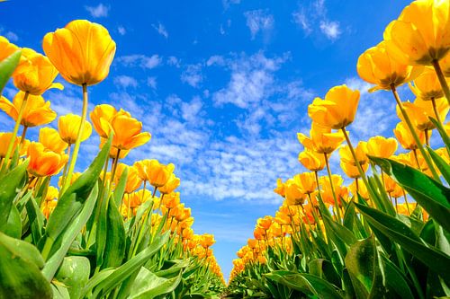 Tulpen groeien in een veld tijdens een mooie lentedag