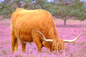 Schottische Hochlandrinder in einem blühenden Heidekrautfeld im Sommer