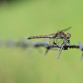 Common darter by Matthias Brix