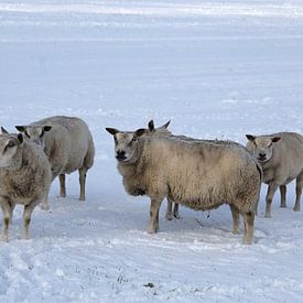 five curious sheep in the snow by W J Kok