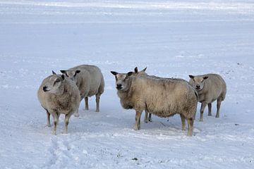five curious sheep in the snow
