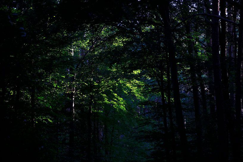 Forest by Thomas Jäger