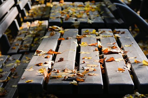 Herfstbladeren op een bankje