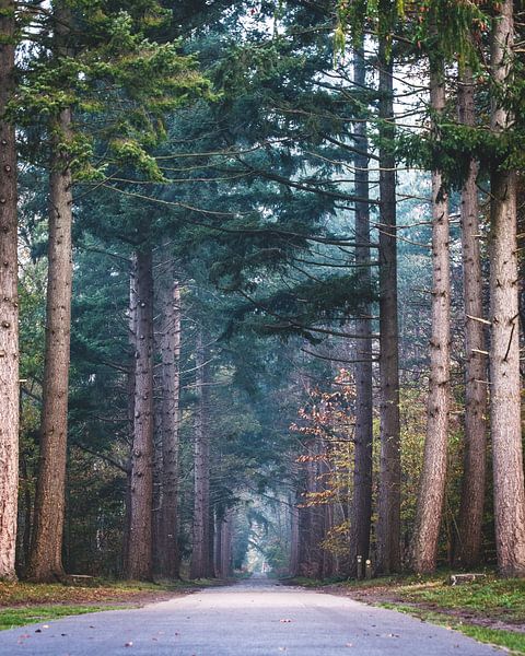 Tillegembos par Lisa Dumon