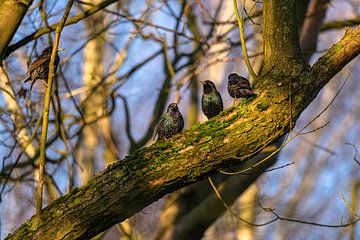Several starlings by Björn Knauf