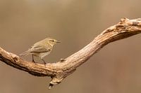 Chiffchaff sur une branche