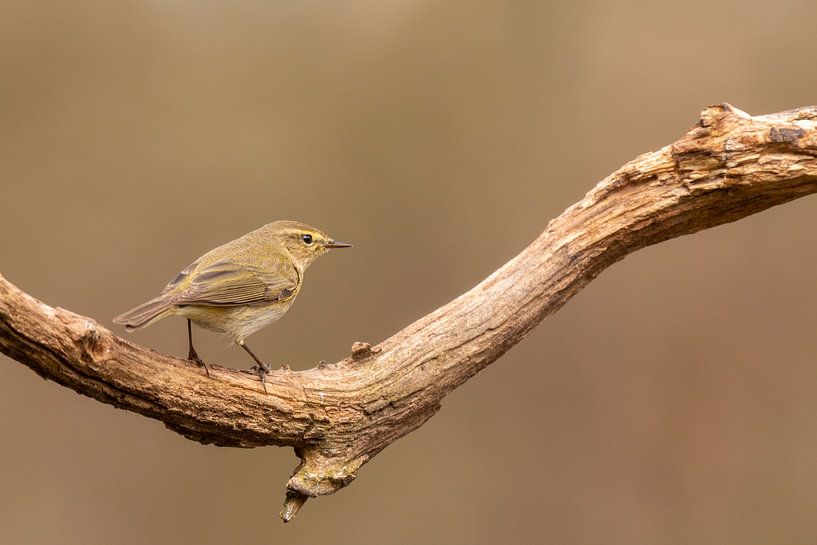 Chiffchaff sur une branche par Bert Molenaar
