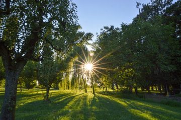 Sonnenuntergang in einem Sommer Obstgarten