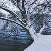 Baum im Schnee von André Scherpenberg