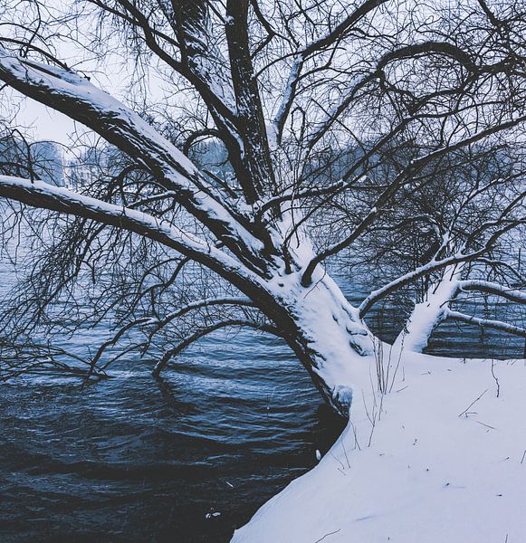 Tree in snow by André Scherpenberg