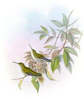 Smaragd mit kurzer Räume, John Gould