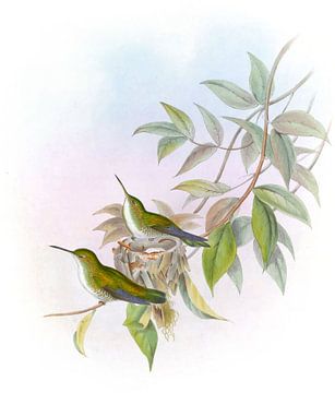 Korte met korte snavel, John Gould van Hummingbirds