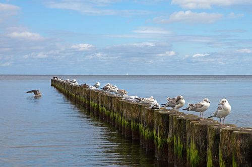 Zeemeeuwen op een krib op het strand van Kölpinsee (Usedom)