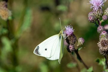 Weißling (Pieris rapae) an einer Distel von Animaflora PicsStock