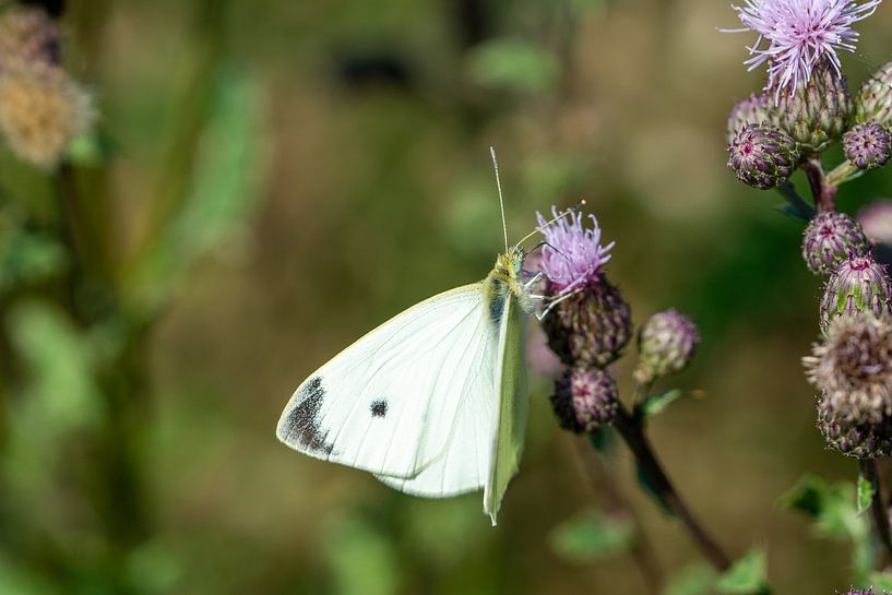 Witte vlieg (Pieris rapae) op een distel van Animaflora PicsStock