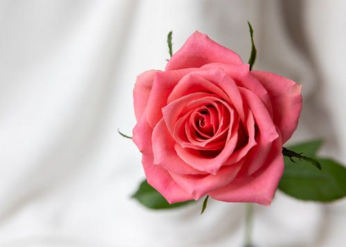 The Rose