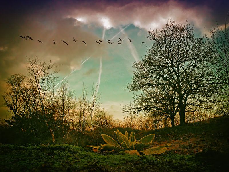 paysage Santpoort par appie bonis