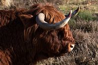 Portret van een Schotse Hooglander van Anne Ponsen thumbnail