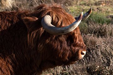 Portret van een Schotse Hooglander van Anne Ponsen