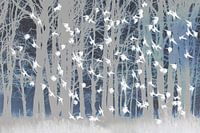 Etourneaux blancs dans une forêt de conte de fées
