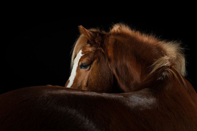 Welsh pony in the spotlight by Laura Loeve