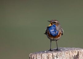 Bluethroat