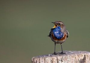 Blaukehlchen von Anton Kloof