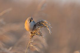 Bartmeise auf Schilfrohr in winterlicher Morgensonne