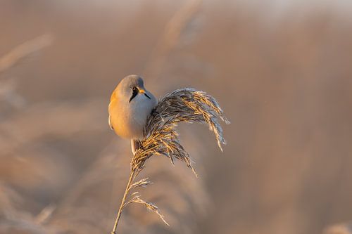 Bearded Reedling in winter morning sunshine