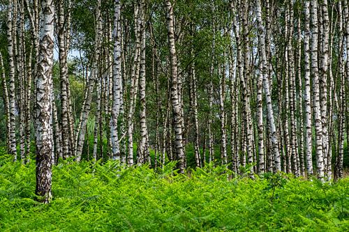 Statige berkenbomen op de Kampina