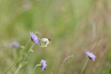 vlinder Klein koolwitje van Ronenvief