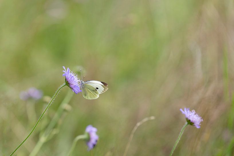 Schmetterling Kleines Kraut weiß von Ronenvief