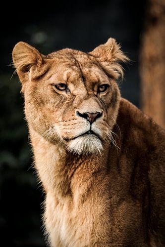 Ein weiblicher Löwe