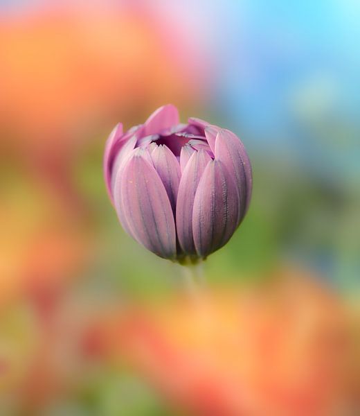 Colouring Flower by Suusies Kiekjes