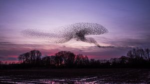 Starling swarm in the last evening light by Danny Slijfer Natuurfotografie
