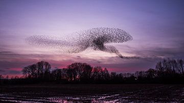 Spreeuwenzwerm in het laatste avondlicht van Danny Slijfer Natuurfotografie