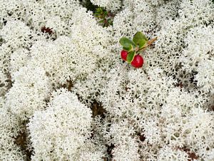 Rendiermos in de herfst in Noorwegen