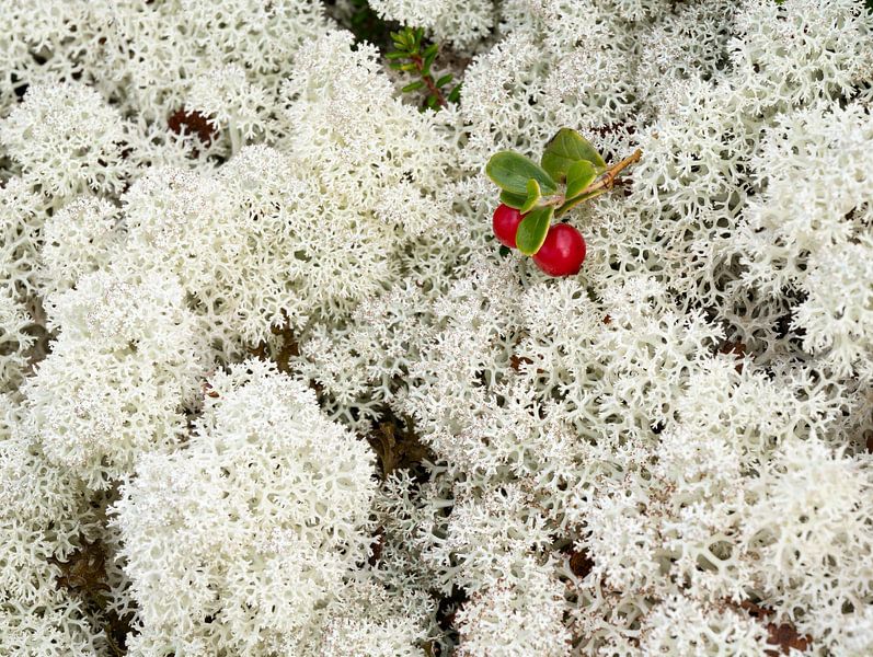 Rendiermos in de herfst in Noorwegen van Raoul Baart