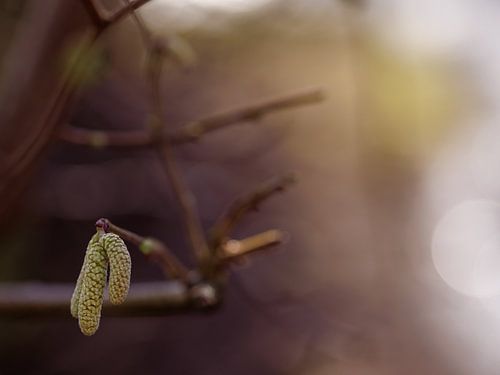 Hasel im Sonnenlicht von caroline wijnmaalen